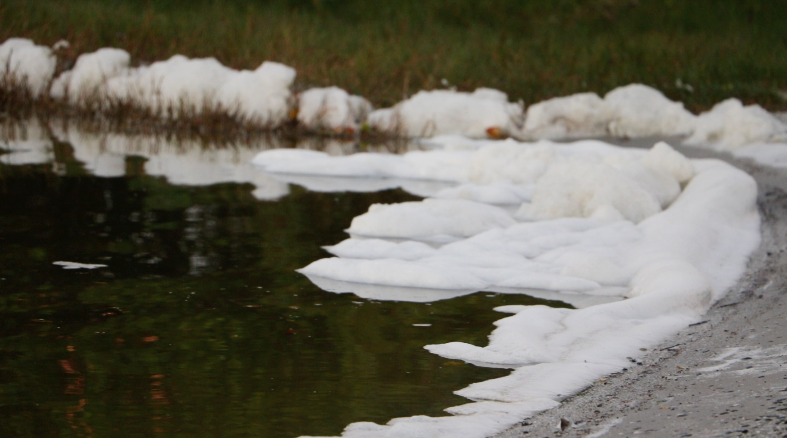 photo of foam on a Florida body of water, potentially caused by PFAS