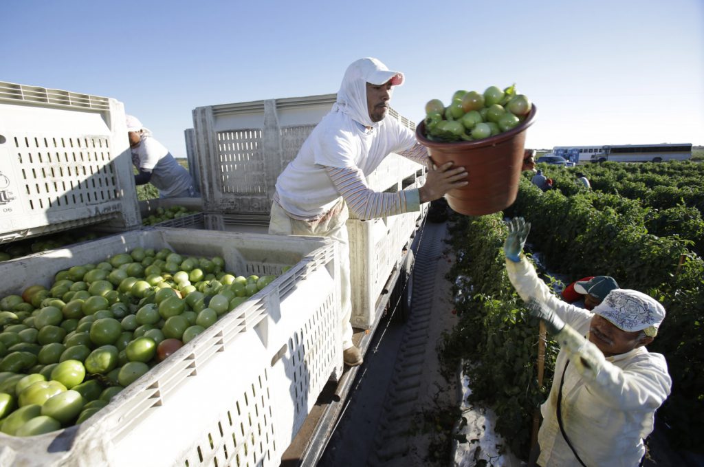 workers on a Florida farm