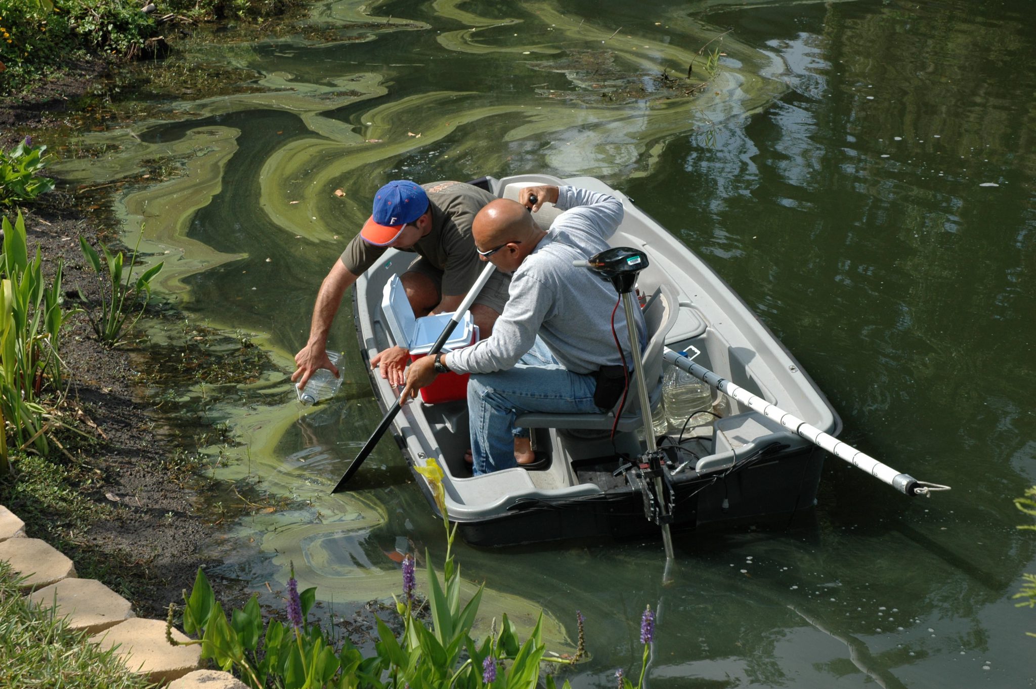 harmful algal blooms experiment