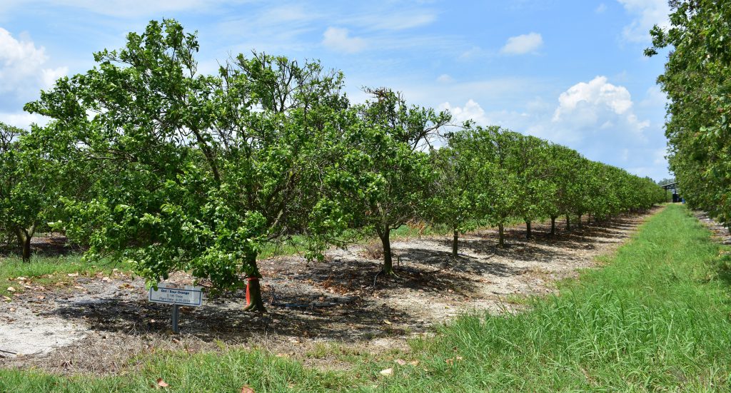 Sour orange trees grow in the Grassy Island grove in Okeechobee, Fla., on Friday, May 12, 2023. (Lauren Whiddon/WUFT News)