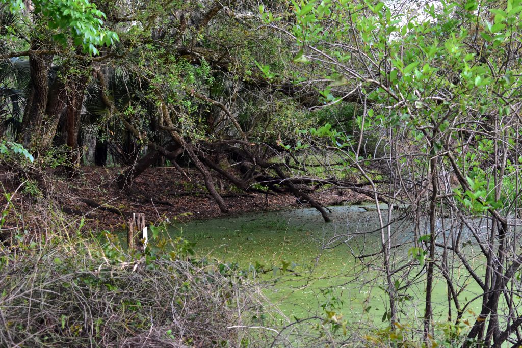 Green algae covers the area where visitors used to dive into Kissengen Springs’ flowing water in Polk County, Fla. on Feb. 24, 2023.