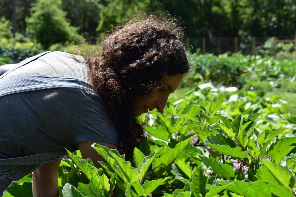 Aviva Asher weeds a bed of eggplants on Feb. 22, 2023.