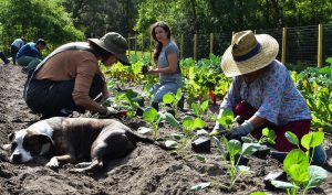 Planting at Alachua County’s Nicoya Farms on Feb. 22, 2023. Owners Daniel Robleto and Aviva Asher’s dog, Lupe. On Wednesdays, he likes to play fetch with the volunteers, often bringing them a pine cone. (Fernando Figueroa/WUFT News)