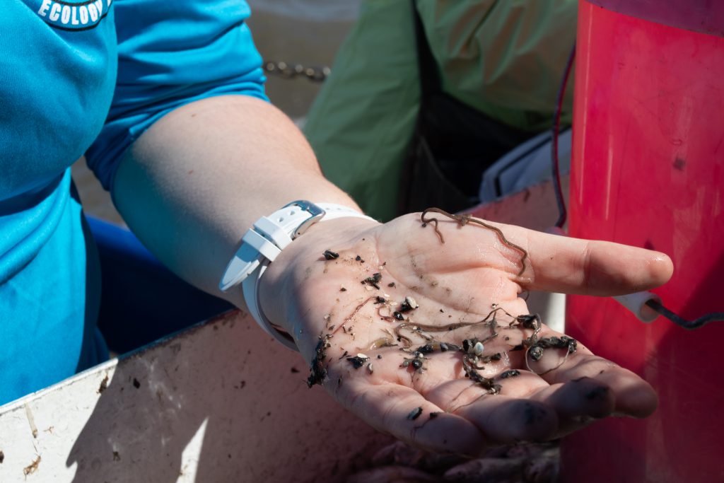 Cassandra Glaspie holds out a handful of mud and benthic organisms from a sample taken from the water in Terrebonne Bay, La., Wednesday, March 15. Glaspie and her team can use the presence of certain organisms as indicators of a hypoxic area. (Jocelyn Heimsoth/Missourian)