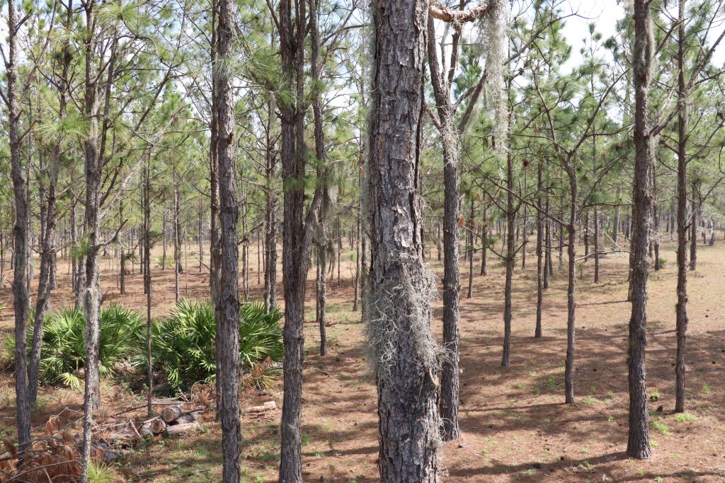 The Mosaic Co. turns its formerly mined lands into an array of sites. One of their more established pine forests is filled with tall, skinny pines. Lisa Lannon, the company’s reclamation supervisor said gopher tortoises enjoy this site. (Alan Halaly/WUFT News).
