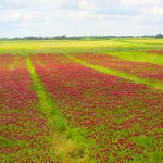 Crimson clover test plots grow at the University of Missouri Bradford Research and Extension Center in Columbia, Missouri. Photo courtesy of the University of Missouri.