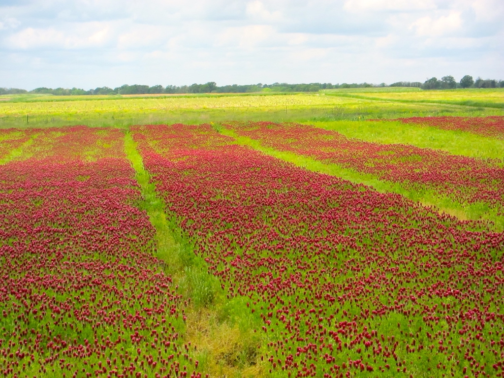 Crimson clover test plots grow at the University of Missouri Bradford Research and Extension Center in Columbia, Missouri. Photo courtesy of the University of Missouri.