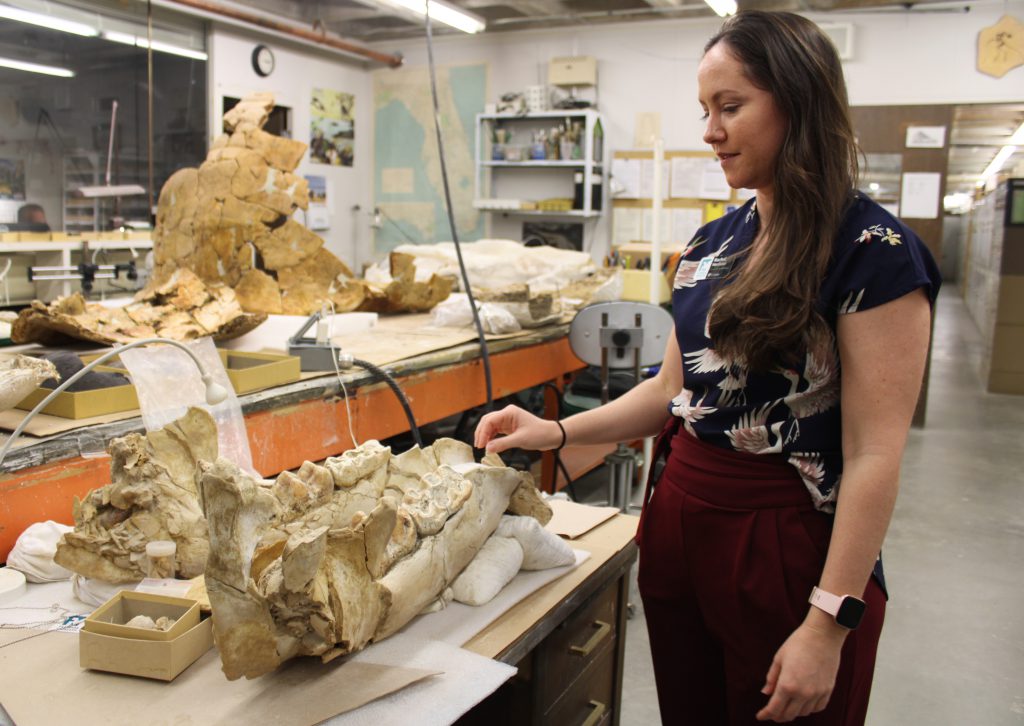 Rachel Narducci shows off a fossilized gomphothere jaw that was discovered in Levy County, Fla. 
