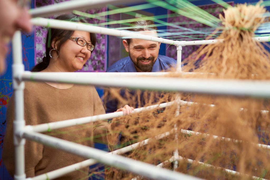 Danforth Center Principal Investigators Mao Li, left, and Chris Topp, evaluate a physical switchgrass root system relative to the 3D digital model they previously generated. (Photo courtesy of Donald Danforth Plant Science Center)