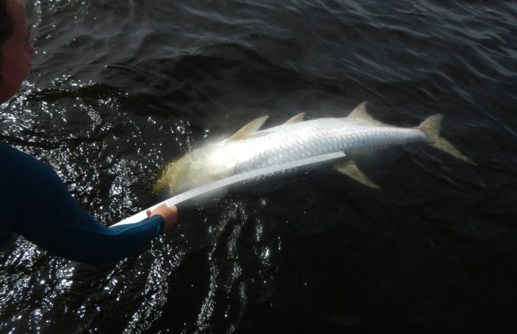 a dead tarpon floats on the surface of the water due to red tide