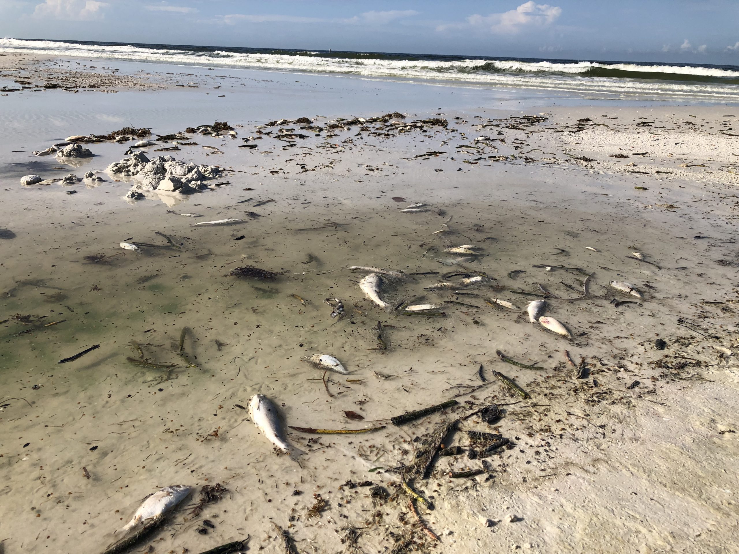 A foul task: They pick up Florida's red tide corpses