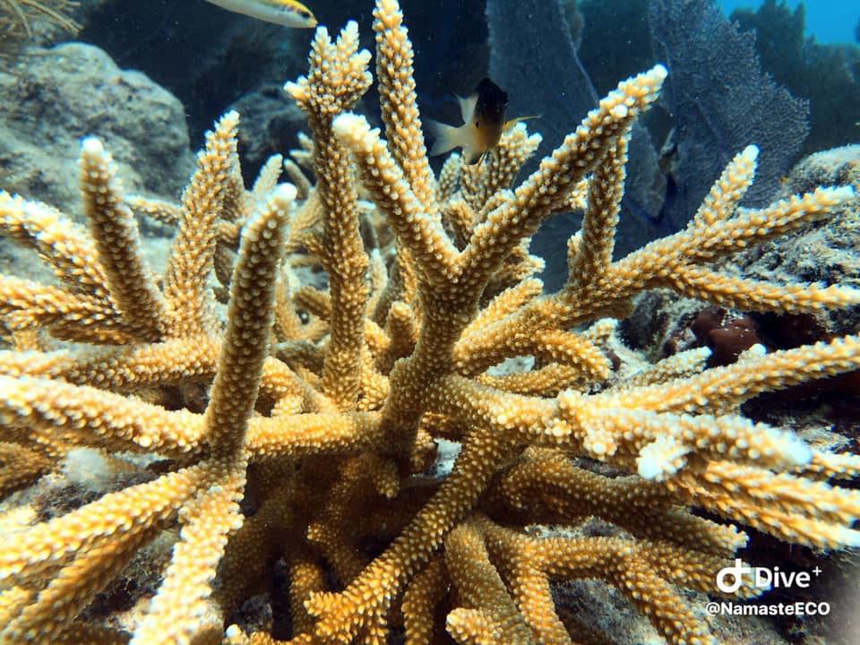 staghorn coral (Caribbean Coral Reef Food Web) · iNaturalist