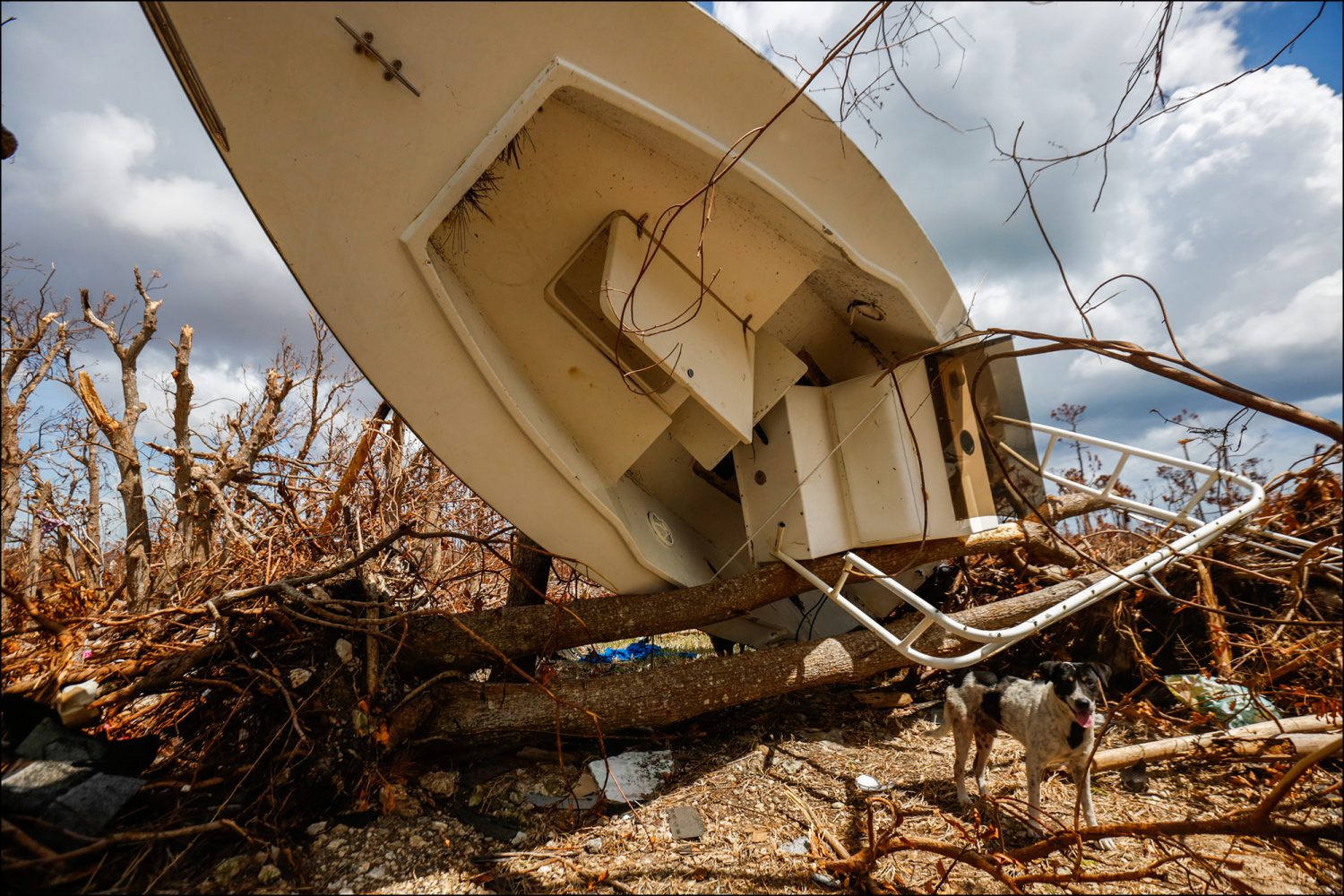 A dog emerges from beneath a boat lodged in the backyard of a home in High Rock, Grand Bahama on Sept. 16, 2019.