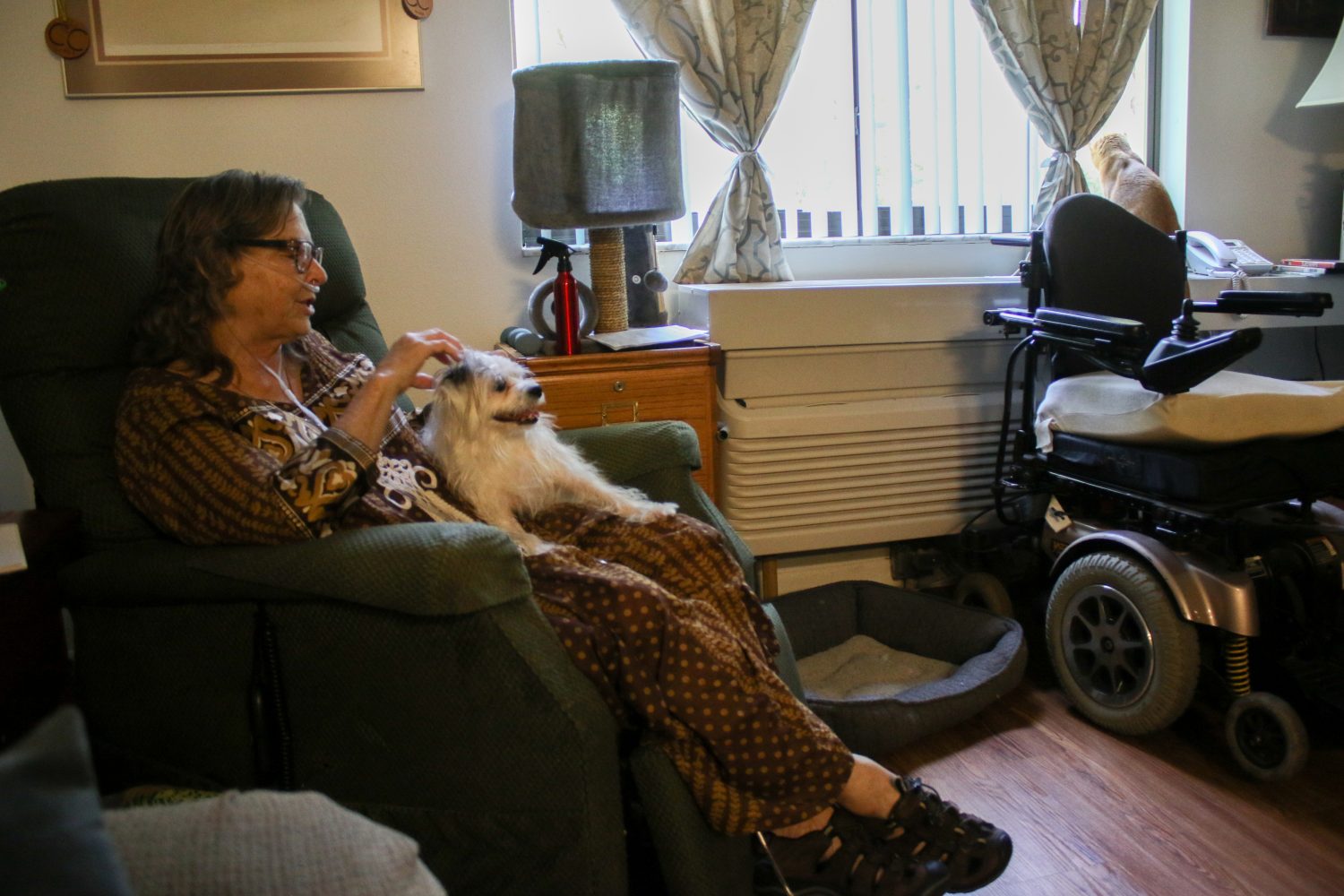 Carole Sumner sits with her dog, Kiki, while her cat, Zippidy, looks out the window of her living room at Pine Grove Apartments in Gainesville. Sumner entered hospice care at the beginning of 2019 for stage four kidney failure.