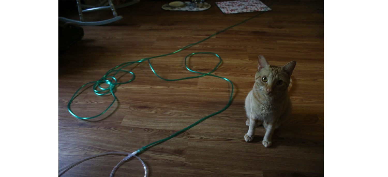 Carole's cat, Zippidy, sits next to her oxygen line in her apartment. Carole wipes the line with Tobasco sauce to prevent Zippidy from biting holes in it. "You have to let me breath, at least for the day," Carole said as Zippidy began pawing at the line.