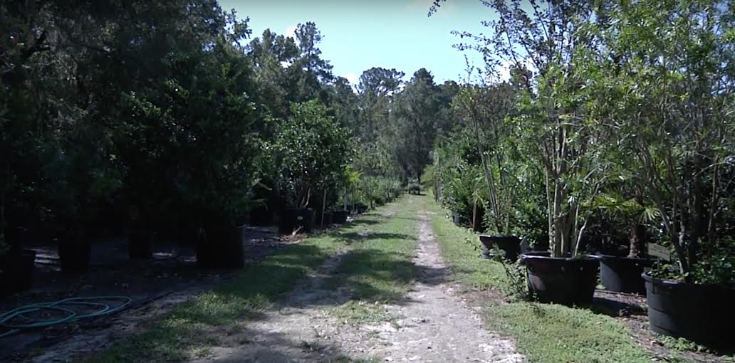Hurricane Irma struck Gainesville leaving fallen trees on power lines, homes, and across streets. The City of Gainesville is learning from the damage and is making movements to prevent similar damage in future storms. After people complained and expressed concerns about fallen trees, the city of Gainesville is now in the second phase of reevaluating their tree canopy.