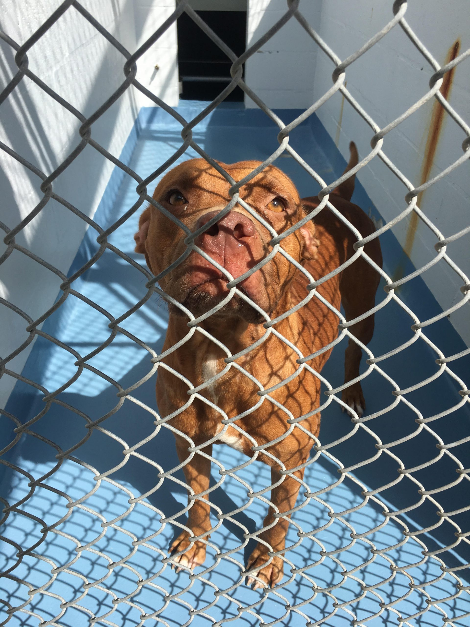 In the wake of Hurricane Irma, Alachua County Animal Services has taken in 115 dogs and cats from Gainesville and surrounding areas. The animal intake was exceptionally high because of animals surrendered in anticipation of the storm, said Ed Williams, animal services director at Alachua County Animal Services. Alachua County Animal Services accepted 115 animals during Hurricane Irma, bringing their total number of animals to 359, he added. Alachua County Animal Services partnered with Humane Society of the United States to redistribute animals to shelters in the North and Midwest.