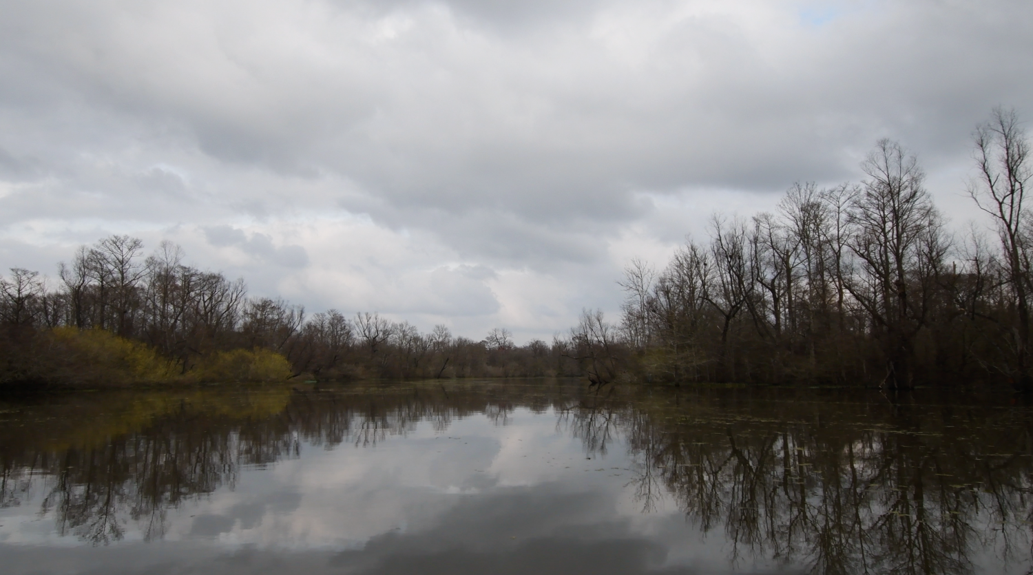 The Atchafalaya Basin is the country's largest wetland and swamp. It is shrinking by the year. (Photo/Grace King)
