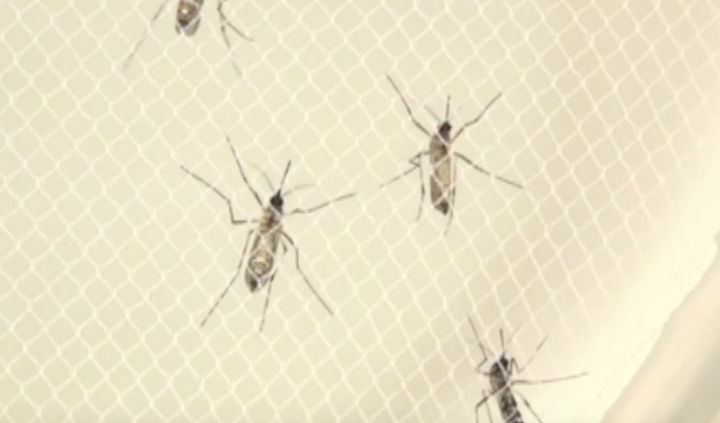 After Hurricane Irma, there have been more mosquitoes in the Ocala area than usual. Some residents have put their neighborhood walks on hold due to the increased number of mosquitoes. Ocala Mosquito Control is actively working to reduce the problem, and Ocala has a contract for professional spraying. By the end of this week, officials expect to have the entire area treated. The Center for Disease Control warned a third of the nation to not get complacent about viruses spread by mosquitoes, such as Zika.